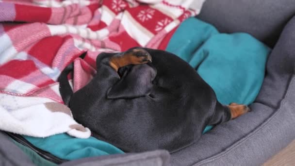 Lindo perrito salchicha lamiendo su vientre, después de jugar con su propia cola. Mascota juguetona en casa, acostada en la cama del propietario — Vídeos de Stock