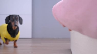 Parlak sarı bir tişört giyen komik bir köpek kanepenin sahibine koşar, kolunu çeker ve havlar. Yürüyüşe çıkmak, yemek yemek ya da dikkat etmek.