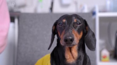 Siyah ve kahverengi dachshund 'un parlak sarı gündelik gömleğini giyen, başını sağa sola çeviren ve havlayan portresini kapat.