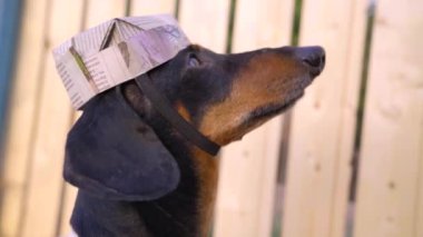 Eski gazetelerden yapılmış komik boyacı şapkası takan sevimli siyah ve bronz dachshund 'un profil portresi. Köpek bir şeye göz kulak olsun. Mizah Onarım Konsepti