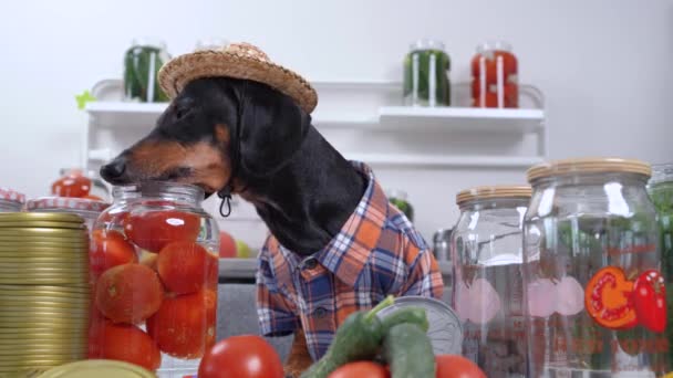 Pequeno dachshund engraçado vestindo camisa quadriculada e chapéu de palha lambendo o líquido transparente em frasco de vidro com tomates preparados para a concervação. Conceito de fazer conservas e estoques de novo — Vídeo de Stock