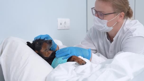 Kobieta w okularach, jałowych rękawiczkach, profesjonalnym mundurze i masce ochronnej wykonuje badania lekarskie i dotyka chorego jamnika z gorączką w pokoju szpitalnym — Wideo stockowe