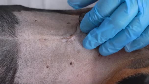 Ветеринар в стерильных силиконовых перчатках проводит профессиональное медицинское обследование собаки, проверяет швы на шрамах и заживление ран после операции, закрывает — стоковое видео