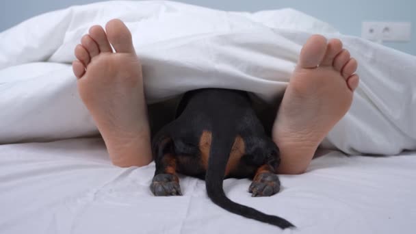 Besitzer und Haustier schlafen zusammen im Bett zu Hause oder im Zimmer eines hundefreundlichen Hotels. Menschliche Füße ragen unter der Decke hervor, dazwischen sind die Hinterbeine des Dackels zu sehen. — Stockvideo