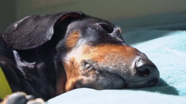 Yorgun siyah ve esmer dachshund köpeği tatlı tatlı uyur ve güneşin tadını çıkarır, yakın. Ateşli hasta hayvan evde dinlenir ya da hastanede yattıktan sonra rehabilitasyona gider.. — Stok video