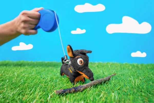 Tiny dachshund soft toy on leash roulette walks and plays with wooden stick on green grass of artificial lawn, blue background with fake clouds. Demonstrate the use of dog accessories. Safe pet games