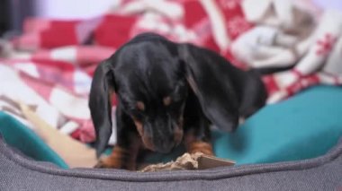 Şirin bir dachshund köpeği karton bir kutuyu çiğneyip küçük parçalar koparır. Mal sahibinin yatağına uzanmak. Evdeki şımarık hayvan