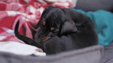 Little adorable dachshund puppy is lying in pet bed among blankets, biting his ass and itching nervously. New home and spot for adopted baby dog