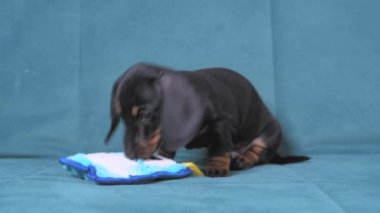Köpek dişi yetiştirmek için özel aksesuarlar. Bebek dachshund oynar ve dişlerini kaşımak için yumuşak oyuncakları kemirir ve yeni evdeki mobilyaları bozmaz.