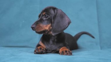 Küçük aktif dachshund köpeği kanepeye uzanır, etrafa bakar ve neşeyle kaçar. Yaramaz ve huzursuz yavru köpek evde yalnız bırakılmış ve etrafı nasıl dağıtacağını arıyor.