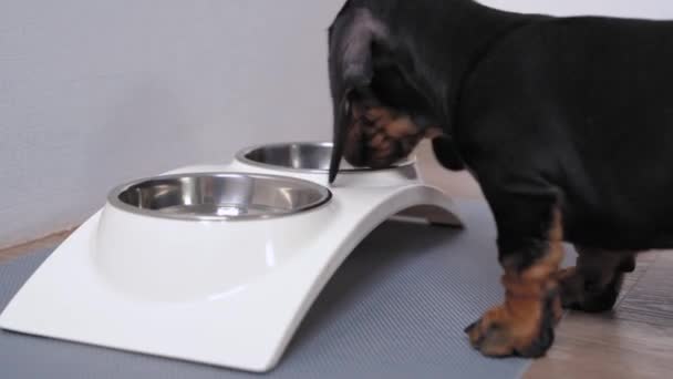 Сладкий голодный щенок таксы проверяет миски на еду и воду, ничего не находит и листья. Терапевтическая диета для собак или ежедневное кормление домашних животных по расписанию — стоковое видео