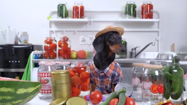 Забавная собака-такса в клетчатой рубашке и соломенной шляпе готовит оборудование и продукты для консервирования овощей и фруктов на зиму дома, вид спереди — стоковое видео