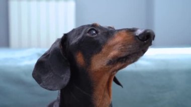 İtaatkar dachshund bir şeyi dikkatle izliyor, yakından. Köpek sahibine havlar ve onunla oynar ya da sabırla ilgi bekler, yürür ya da beslenir.