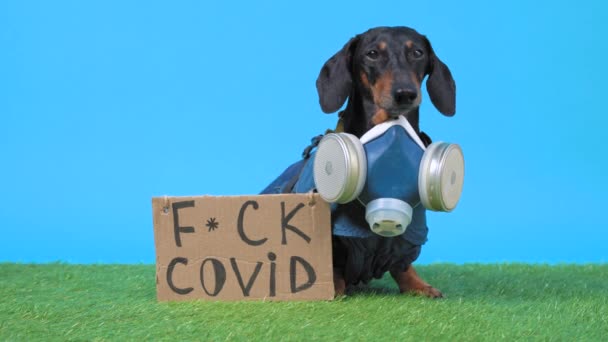 Собака таксы в защитном костюме с защитной респираторной маской для защиты от вирусов и загрязненной среды сидит на зеленом искусственном газоне с картонным знаком, который говорит о возмущении COVID-19 — стоковое видео