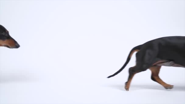 Looped video van grappige zwarte en tan teckel hond loopt van links naar rechts op witte achtergrond, slow motion, kopieerruimte, studio schieten — Stockvideo