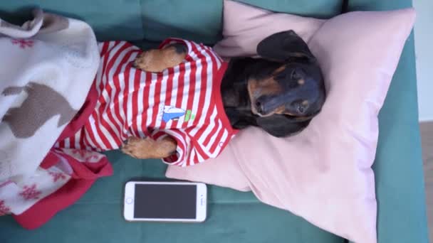 Χαριτωμένο dachshund σε ριγέ πιτζάμες κοιμάται στο κρεβάτι κάτω από ζεστή κουβέρτα, το κεφάλι είναι στο μαξιλάρι, και το κινητό τηλέφωνο είναι κοντά. Το ξυπνητήρι χτυπάει και ο σκύλος ξυπνάει απότομα, μπροστά από την κουραστική μέρα. — Αρχείο Βίντεο