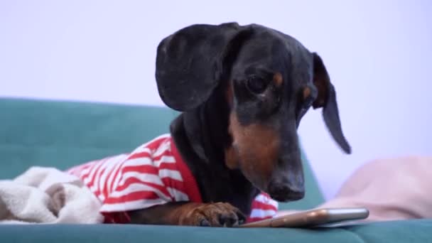 Humano lança aplicativo de entretenimento para animais de estimação no smartphone. Cão dachshund engraçado usa telefone celular para jogar ou negócios, olha curiosamente para a tela do gadget, close-up — Vídeo de Stock