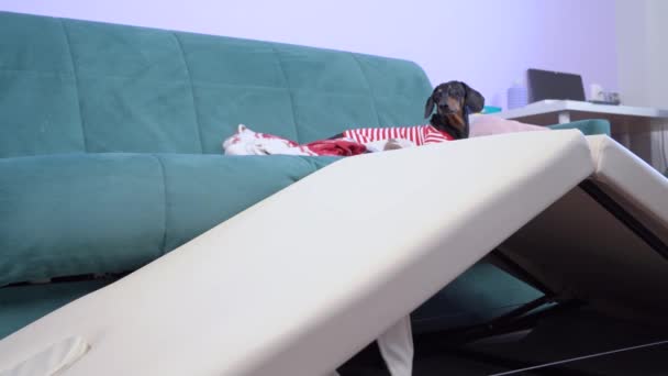 ストライプの服を着たアクティブなダックスフンド犬は、ペットのための高い家具から安全な降下のためにソファから降りてくるので、彼らの足を傷つけないように — ストック動画
