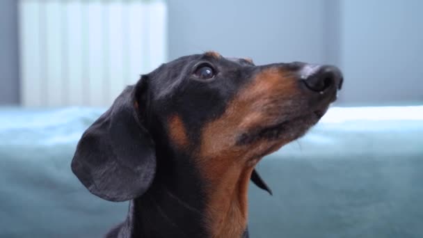 Lydig tax bevakar något noga, närbild. Hund skäller och leker med ägare eller väntar tålmodigt på uppmärksamhet, promenader eller utfodring — Stockvideo