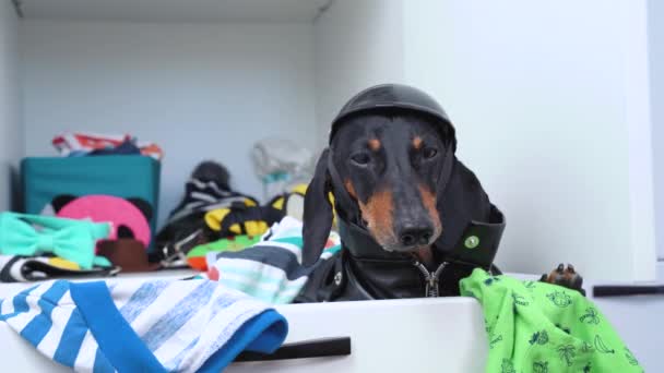 Dachshund σε σακάκι και κράνος κάθεται στο συρτάρι μεταξύ σωρό ρούχα. Ο άνθρωπος δίνει παπιγιόν, ο σκύλος το παίρνει με δόντια. Πρόβλημα αποθήκευσης σε μικρό διαμέρισμα. Το κατοικίδιο ζώο δεν ξέρει τι να φορέσει σε σημαντικό γεγονός — Αρχείο Βίντεο