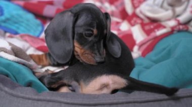 Şirin bir köpek yavrusu, sahibinin yatağında yatarken arka bacağını ısırıp koparır. Evdeki şımarık sevimli hayvan. evcil hayvandaki diş büyümesi