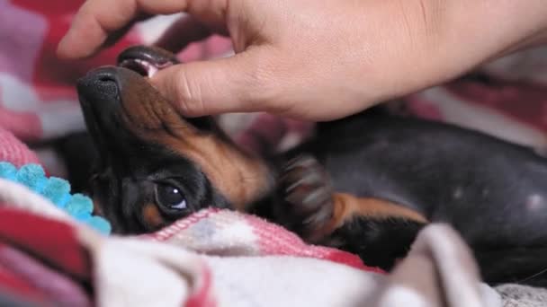 Propietario juega con adorable perrito dachshund en la cama en casa, de cerca. Los colmillos de perro bebé crecen y pica, así que la mascota muerde los dedos y las manos del hombre — Vídeo de stock