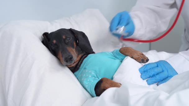 Veterinário em luvas de silicone estéreis e uniforme médico usa estetoscópio para ouvir os pulmões de cão dachshund doente em pijama no repouso na cama — Vídeo de Stock