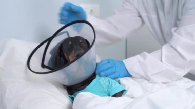 Tıbbi profesyonel üniformalı veteriner ve steril eldivenli veteriner hastane odasındaki rehabilitasyondan sonra Dachshund köpeğinin boynundan ameliyat tasmasını çıkardı.