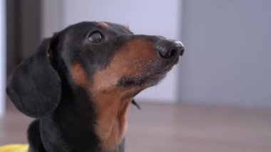 Aktif dachshund eğitim sırasında yeni komutlar öğrenir ve kaçar. Sarı tişörtlü itaat köpeği sahibinin dikkatini çekmek için havlar, yemek ister ya da yürür.