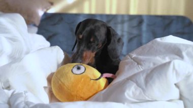 Aktif itaat dachshund köpek oynar ve yumuşak oyuncakları gülen surat şeklinde çiğner. Dil dışarı sarkmış, yatağında, sahipleri evde yokken.