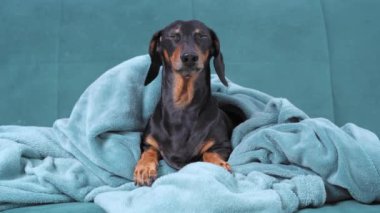 Yorgun dachshund köpeği, sıcak battaniyeye sarılmış halde donuyor, evdeki rahat kanepede oturuyor ve soğuk kış akşamında yatmaya hazırlanıyor.