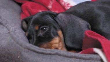 Üzgün, uykulu dachshund yavrusu hayvan barınağında sıcak bir battaniyenin üzerinde yatıyor ve yeni sahipleri tarafından evlat edinilmeyi bekliyor.