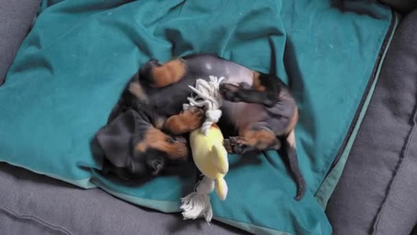 Cute dachshund is lying belly up on cozy pillow in pet bed and fooling around with special soft toy for baby dog, top view. Energetic entertainment for hyperactive puppy — Stock Video