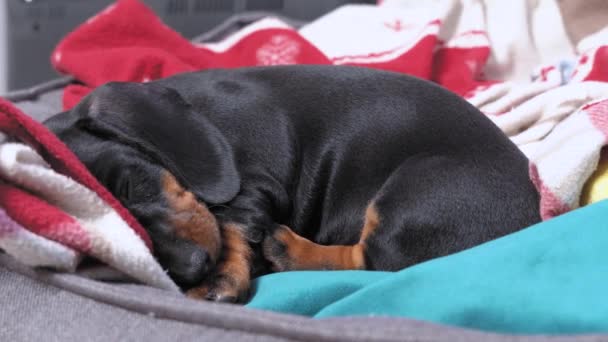 Χαριτωμένο μοναχικό κουτάβι dachshund βρίσκεται ανάμεσα σε ζεστές κουβέρτες και αποκοιμιέται στο κρεβάτι κατοικίδιων ζώων στο σπίτι, κοντά. Λυπηρό σκυλάκι περιμένει να υιοθετηθεί σε καταφύγιο ζώων ή κυνοτροφείο — Αρχείο Βίντεο