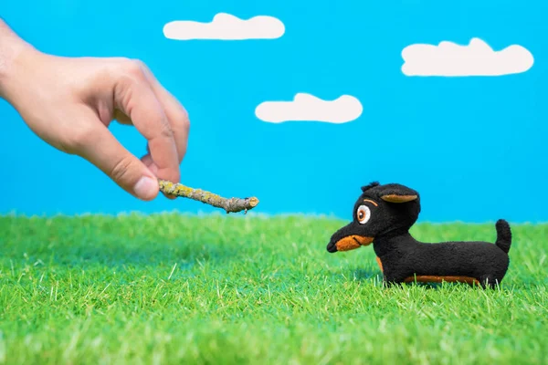 Human plays with tiny dachshund soft toy using wooden stick on green grass of artificial lawn, blue background with fake clouds. Demonstration of dog games and training