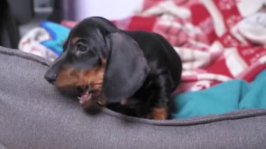 Küçük yaramaz dachshund köpeği evcil hayvan yatağında uzanıyor ve mobilyaları kemiriyor. Yavru köpek dişleri büyür ve kaşınır. Evlatlık çocuk için yeni bir yuva ve aile.