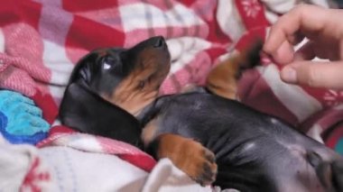 Sahibi battaniyenin üzerinde yatan şirin bir köpek yavrusuyla oynuyor. Adam yavru köpeğin karnını kaşır. En sevdiği evcil hayvanla vakit geçirmek.