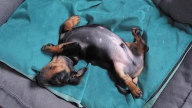 Sevecen köpek yavrusu göbeği kalkık ve tembel bir şekilde evcil hayvan yatağındaki yumuşak yastıkta dönüyor. Evlatlık yavru köpek için yeni ev