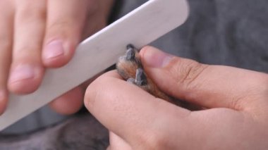 İnsan tırnak törpüsüyle evcil hayvan pençelerini öğütüyor. Yaklaş. Evdeki, kuafördeki ya da veterinerdeki hayvanlar için profesyonel güzellik bakımı. Köpekler için sağlık ve spa tedavilerinin birleşimi