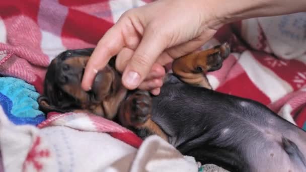 Human hands playing with cute little dachshund puppy male, who bites them with his small sharp teeth, lying down on the owner bed. Spoiled adorable pet at home — Stock Video