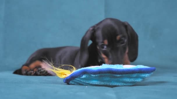 Primer plano lindo perrito dachshund negro y bronceado, acostado en el sofá azul, gire su cabeza de lado a lado y se agota. Malcriada adorable mascota en casa — Vídeos de Stock