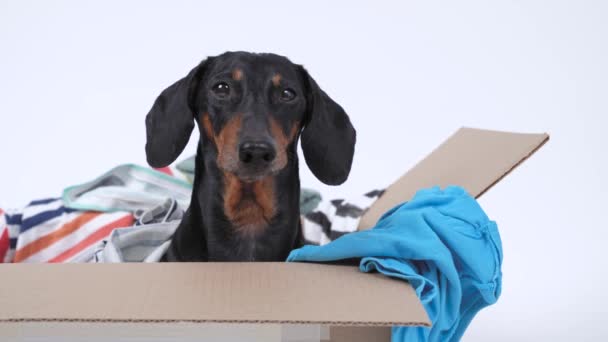 Aktif dachshund karton kutudan fırlar ve ters çevirir, beyaz arka plan, kapat. Yaramaz köpek taşınmak ya da yardım toplamak için bir şeyler toplamaya engel oluyor. — Stok video
