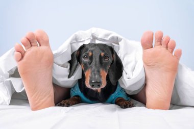 Sahibi ve evcil hayvanı evde ya da köpek dostu otelin odasında birlikte uyur. İnsan ayakları battaniyenin altından fırlar ve Dachshund 'un başı aralarındaki örtüden dışarı bakar..