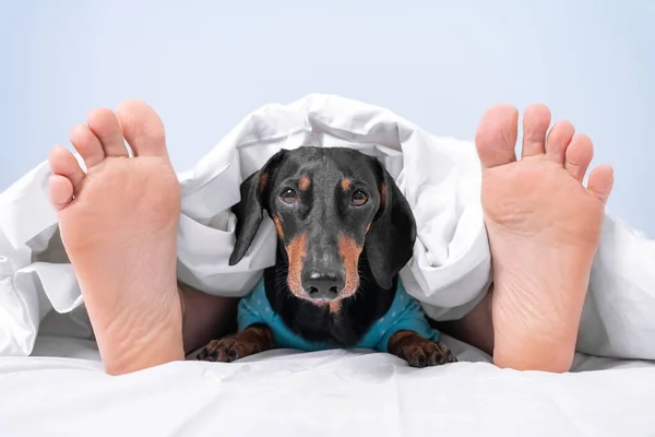 Owner and pet sleep together in bed at home or in room of dog-friendly hotel. Human feet stick out from under blanket and head of dachshund peeks out from under the cover between them.
