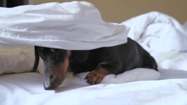 Dachshund bir şeyden korkuyor ve içgüdüsel olarak güvenli bir sığınak bulmak için battaniyenin altına saklanıyor. Köpek yaramazlık yaptı ve cezalandırılmamak için örtünün altında süründü. Evcil hayvan evde yatağında dinleniyor.