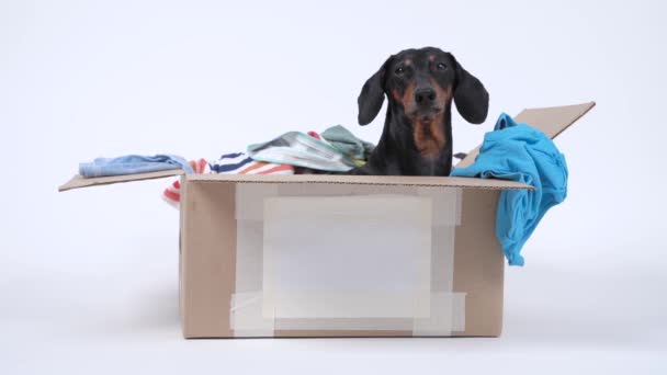 Un grazioso bassotto nero e abbronzato scava in una grande scatola di cartone con vestiti, sbirciando periodicamente fuori di lì, abbaiando e di nuovo nascondendosi all'interno. Molto occupato animale domestico a casa. Concetto di sistema di stoccaggio — Video Stock