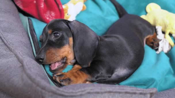Naughty tired dachshund puppy yawns sleepily, lies in pet bed with toys and lazily nibbles and licks its side. Kindergarten for baby dogs — Stock Video