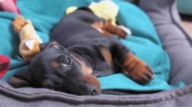 Komik şakacı dachshund köpeği patisini tembelce sallıyor ve çiğnemek için oyuncağa uzanmak istiyor. Hiperaktif yavru köpek yorgun ve uykuya dalıyor, ama yine de oynamaya çalışıyor..