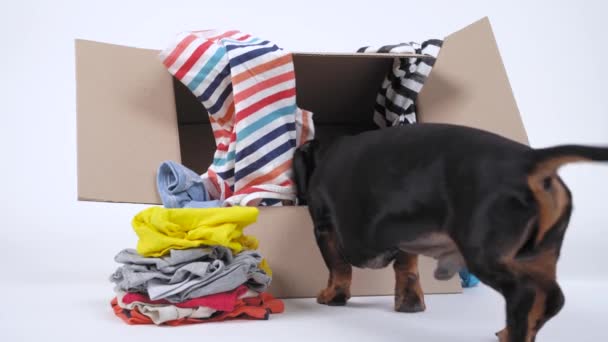 Ardboard box with clothes inside and near. Cute little black and tan dachshund goes and pushes its nose everywhere. Concept of moving to new apartment, packs for travel or storage system — Stock Video