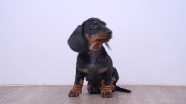 Şirin, korkmuş dachshund köpeği oturur ve etrafa bakar. Sahibi yavru köpeği aradı ve onu aramak için koştu. Eğitim ve evcil hayvan yetiştirme